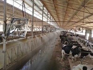 牛舍麻豆精品无码案例